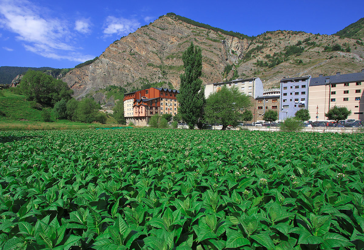 Табачная плантация, Андорра